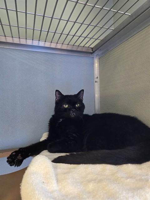 RANCE, Adoptable, Adult Male Domestic Short Hair.