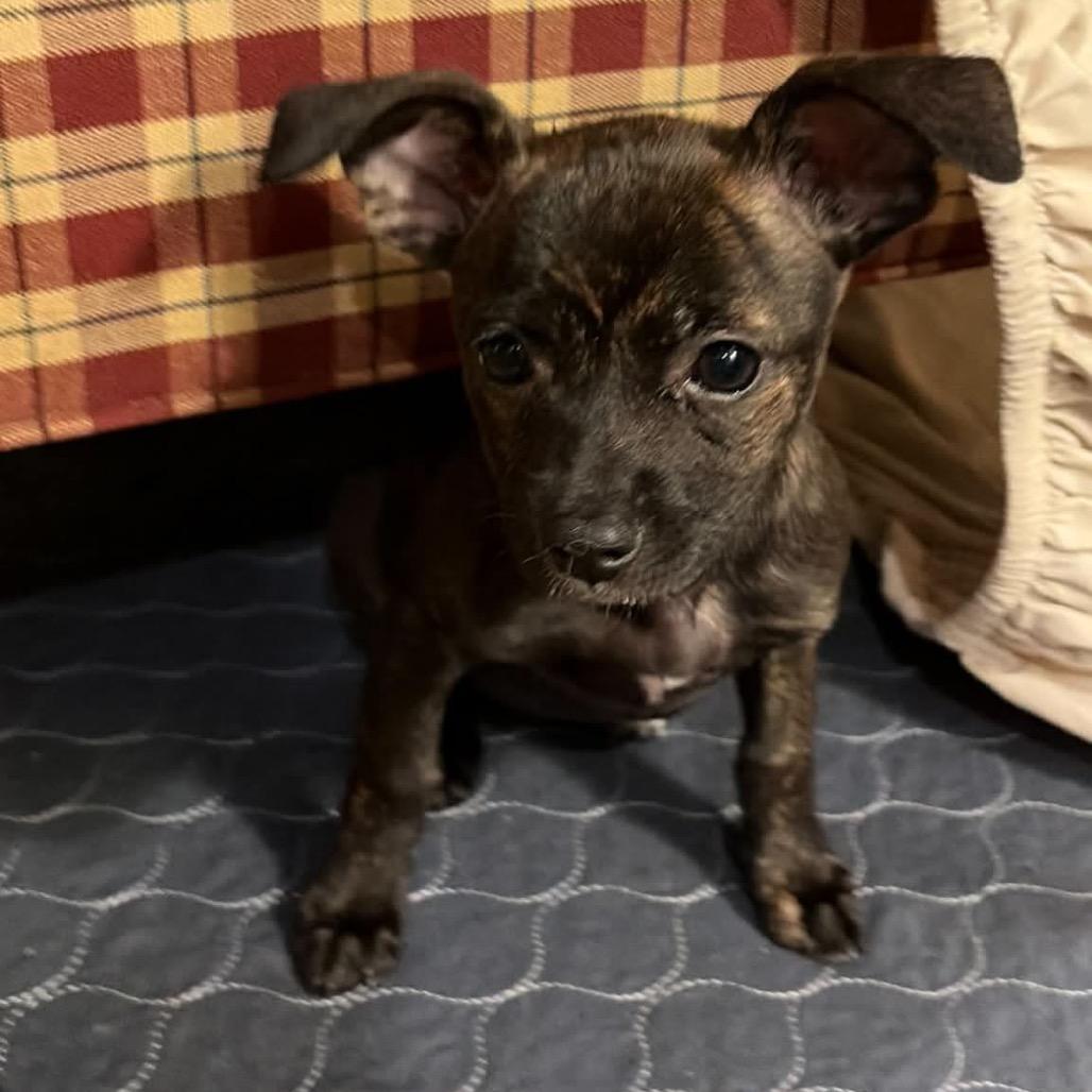 Tula, a Adoptable mixed breed in Griswold, CT image 1/6