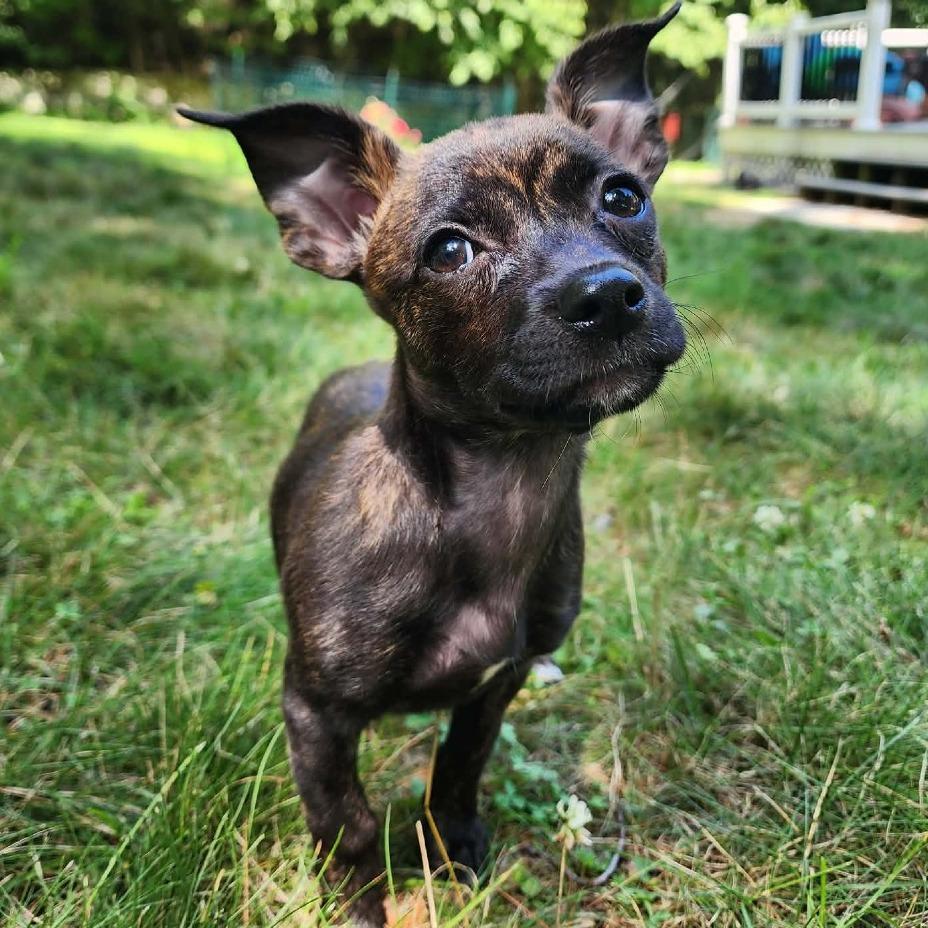 Tula, a Adoptable mixed breed in Griswold, CT image 3/6