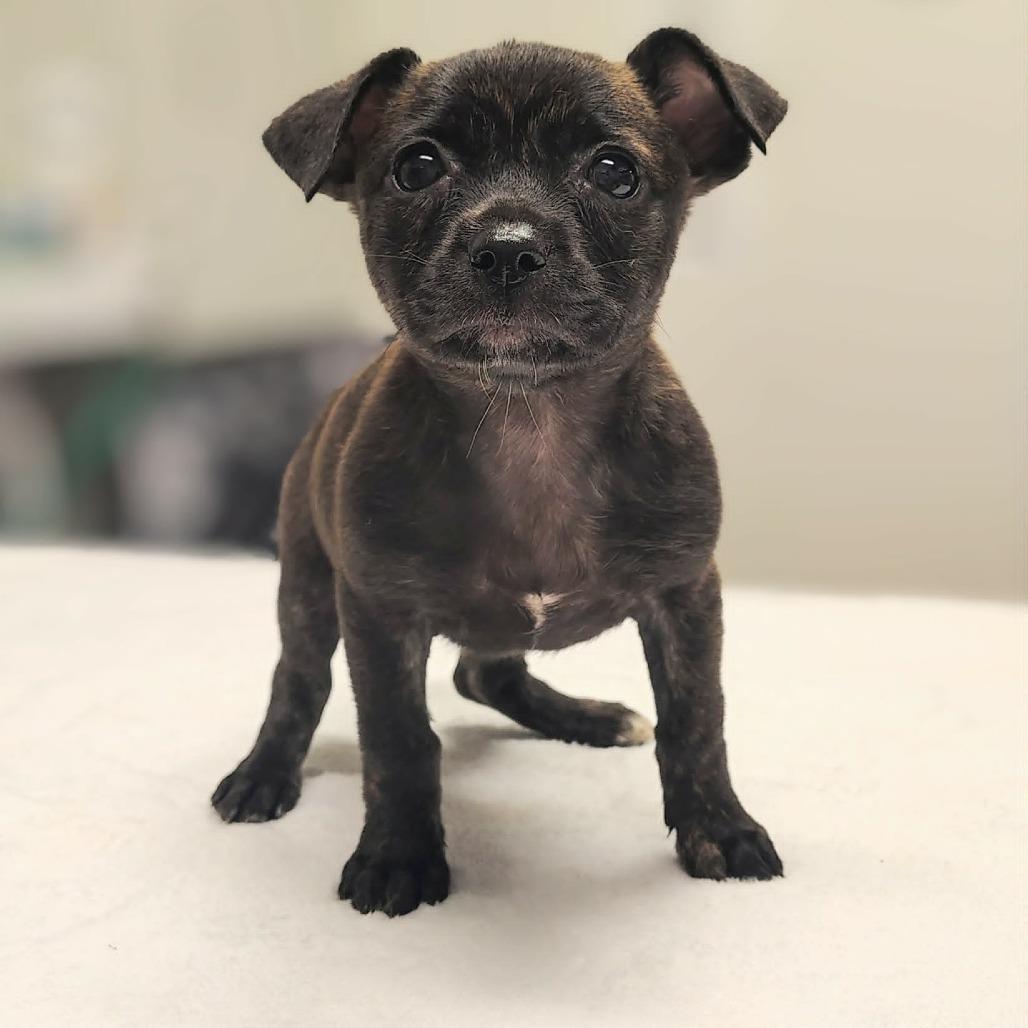 Tula, a Adoptable mixed breed in Griswold, CT image 4/6
