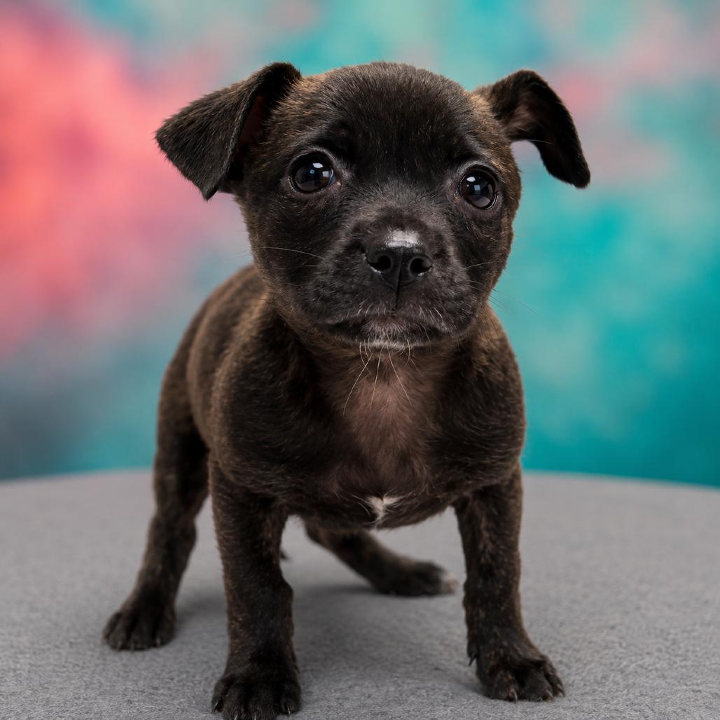 Tula, a Adoptable mixed breed in Griswold, CT image 6/6