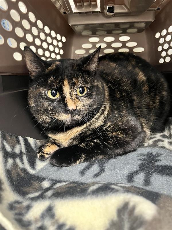 Enlarge Metilda, a Adopted mixed breed in Saint Paul, MN image 1/2