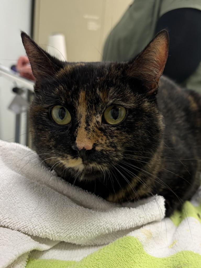 Enlarge Metilda, a Adopted mixed breed in Saint Paul, MN image 2/2