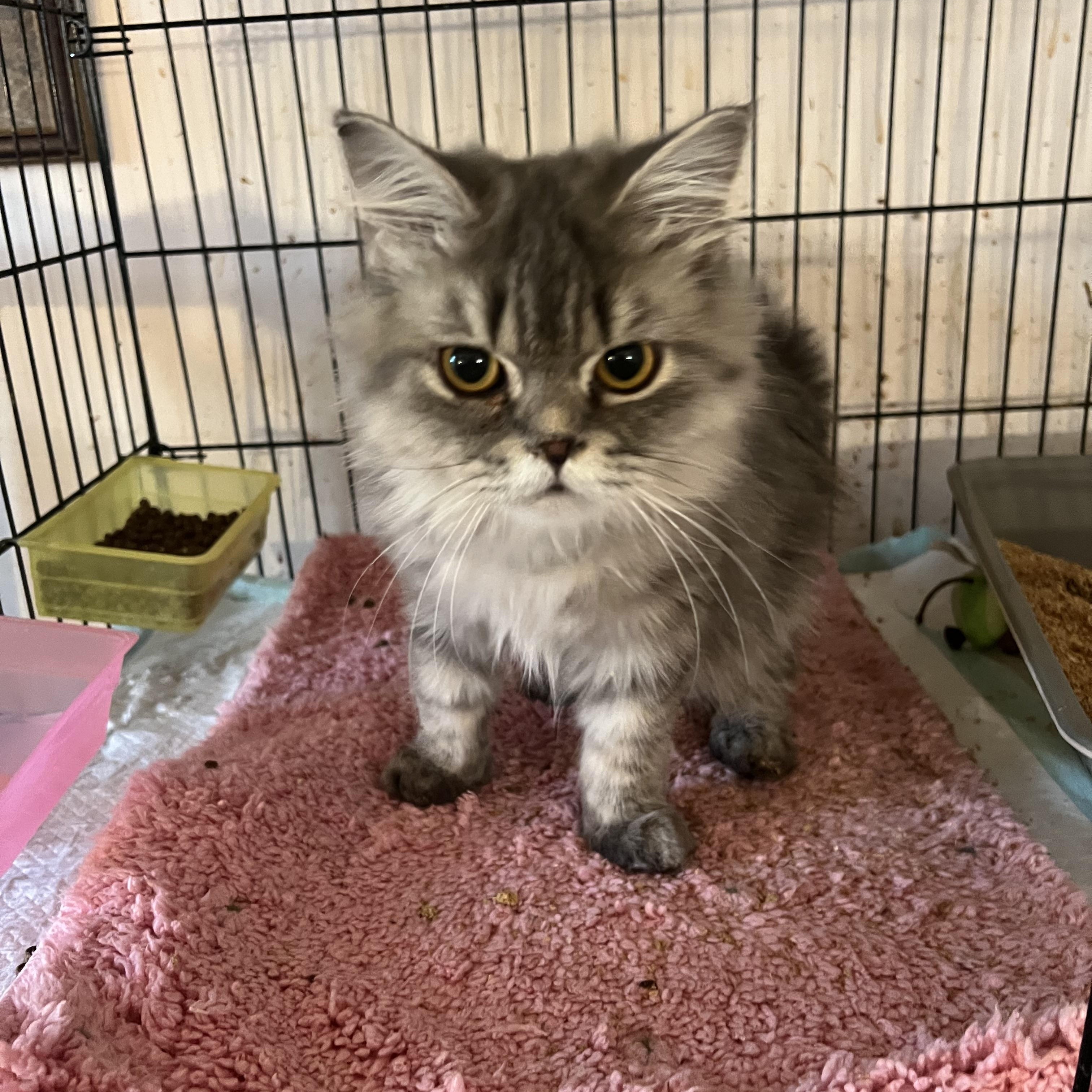 Enlarge Niko, an adoptable Persian in Federalsburg, MD image 2/5