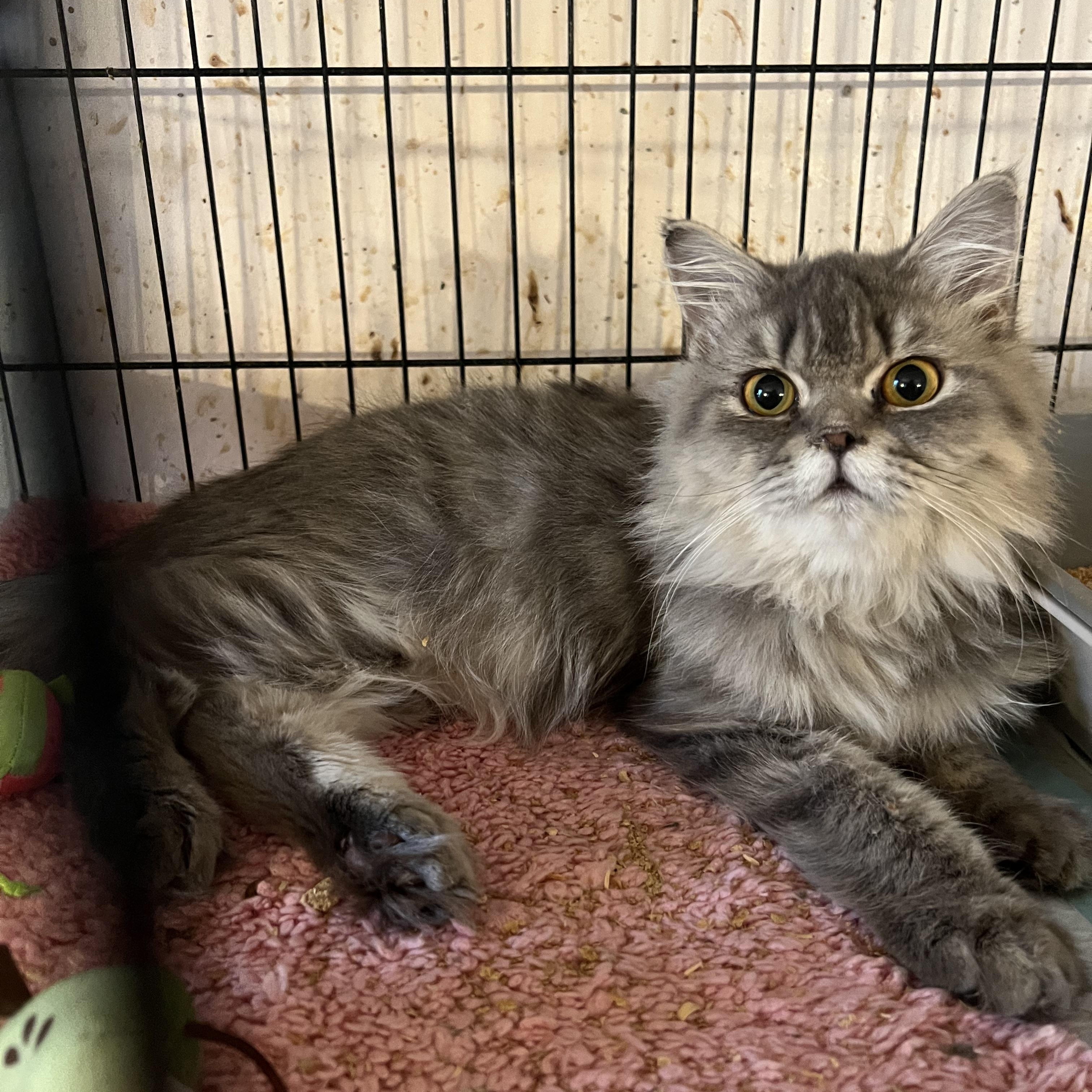 Enlarge Niko, an adoptable Persian in Federalsburg, MD image 1/5