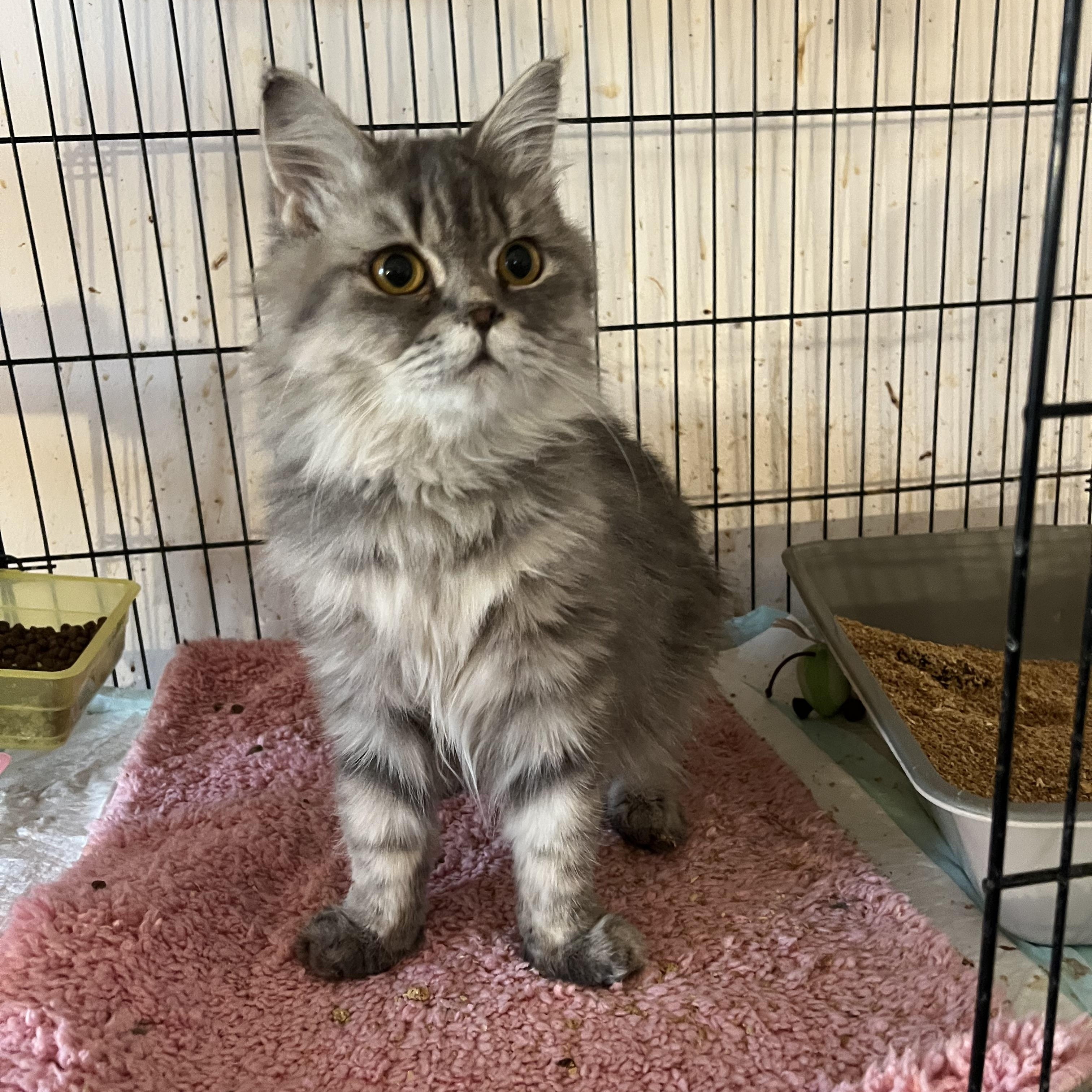 Enlarge Niko, an adoptable Persian in Federalsburg, MD image 5/5