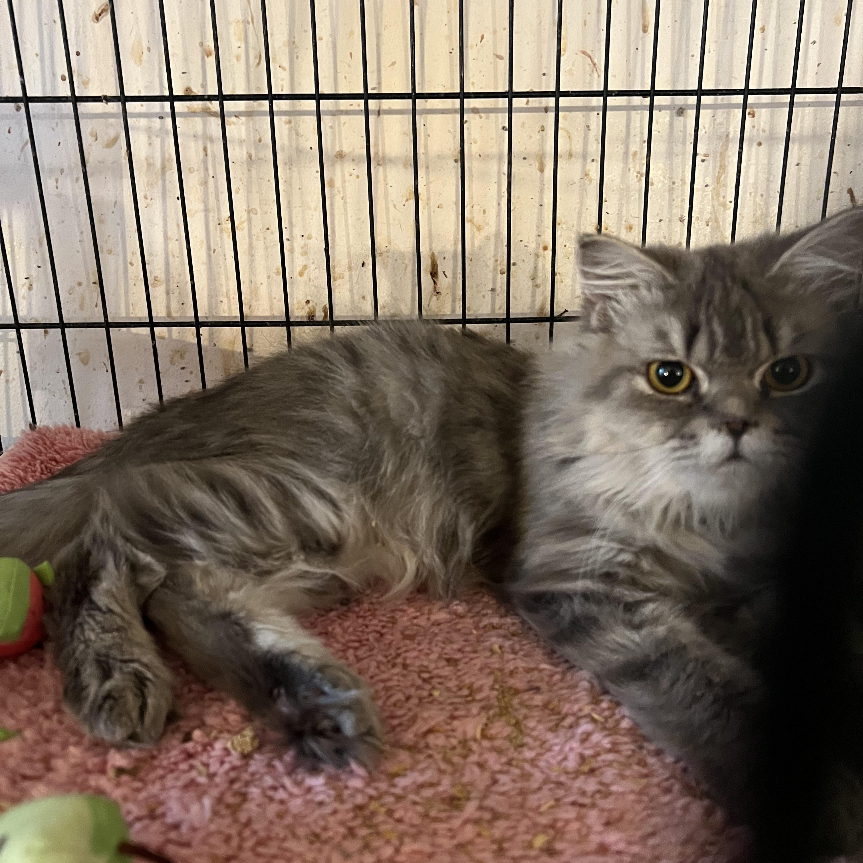 Enlarge Niko, an adoptable Persian in Federalsburg, MD image 3/5