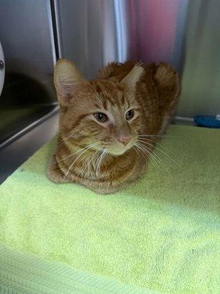 Thomas O`Malley, a Adoptable mixed breed in Pleasanton, CA image 1/2