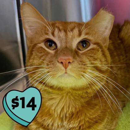 Thomas O`Malley, a Adoptable mixed breed in Pleasanton, CA image 2/2