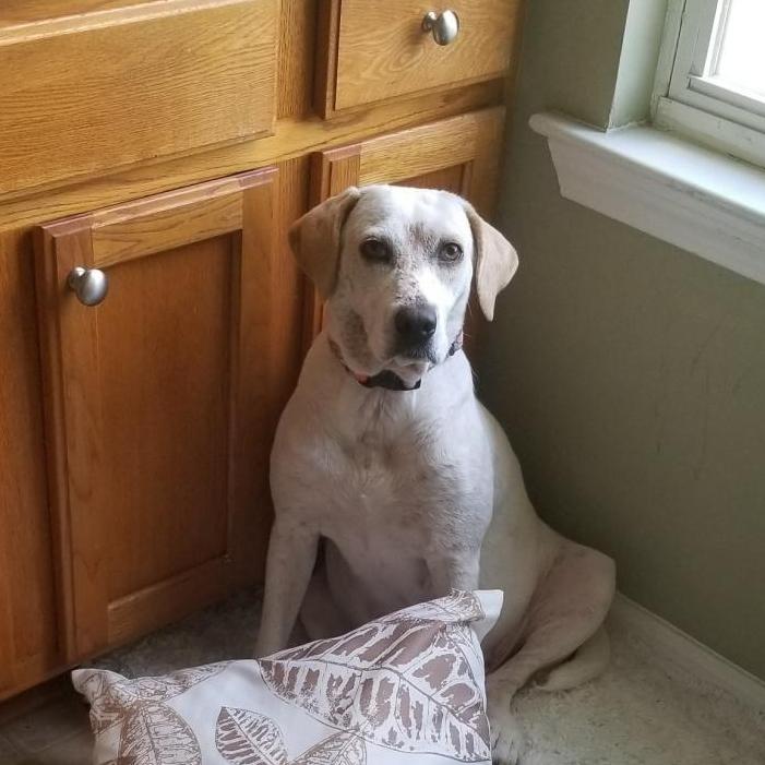 Petal, Adoptable, Senior Female Mixed Breed.