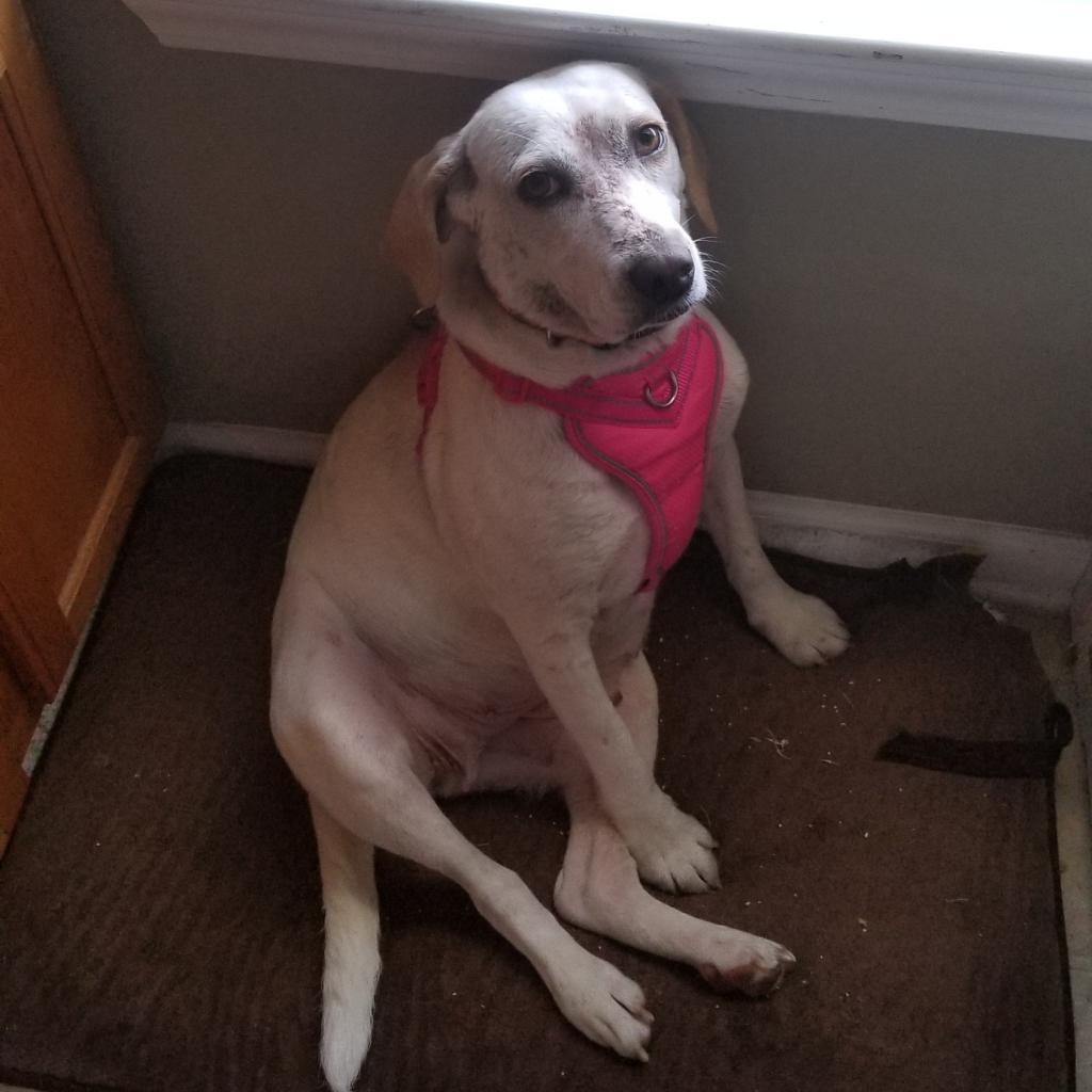 Enlarge Petal, a Adoptable Mixed Breed in New Fairfield, CT image 4/6