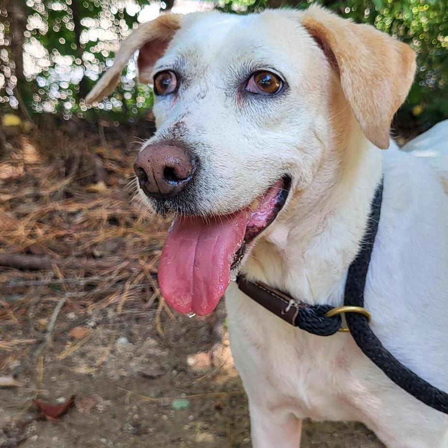 Enlarge Petal, a Adoptable Mixed Breed in New Fairfield, CT image 6/6