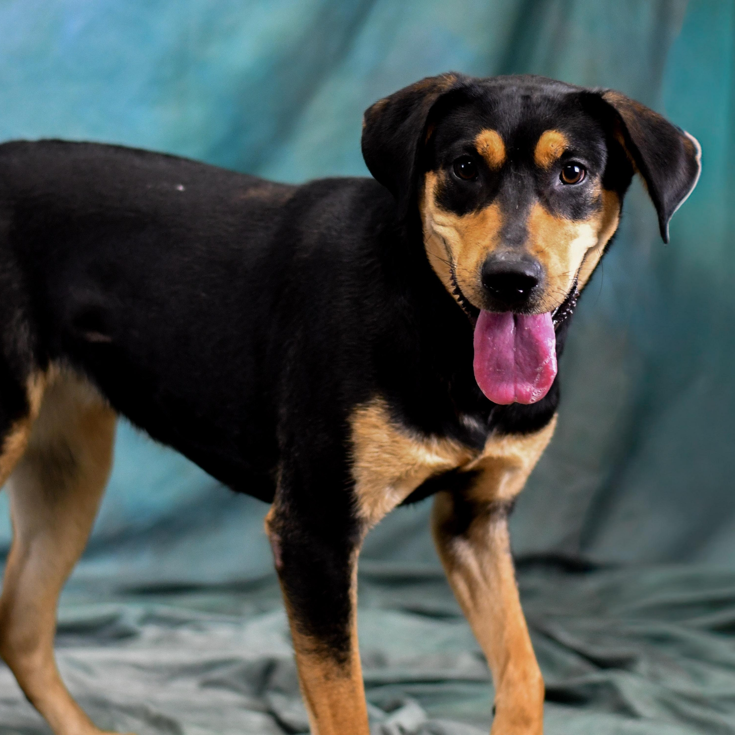 Ruckus, a ADOPTABLE Mixed Breed in Defuniak Springs, FL image 1/4