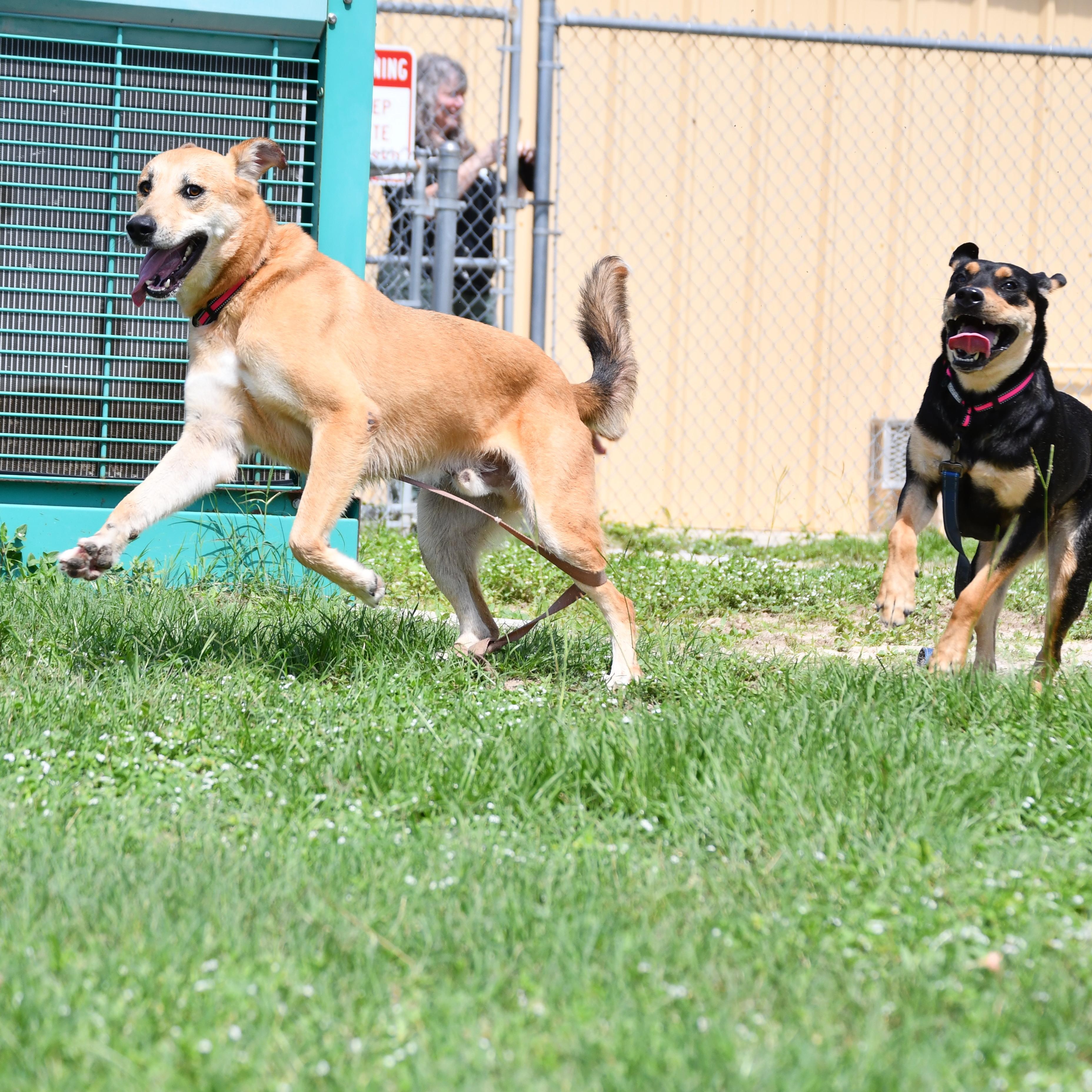 Ruckus, a ADOPTABLE Mixed Breed in Defuniak Springs, FL image 3/4