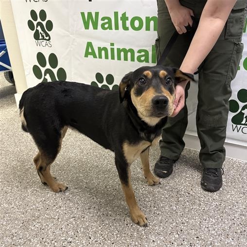 Ruckus, a ADOPTABLE Mixed Breed in Defuniak Springs, FL image 2/4