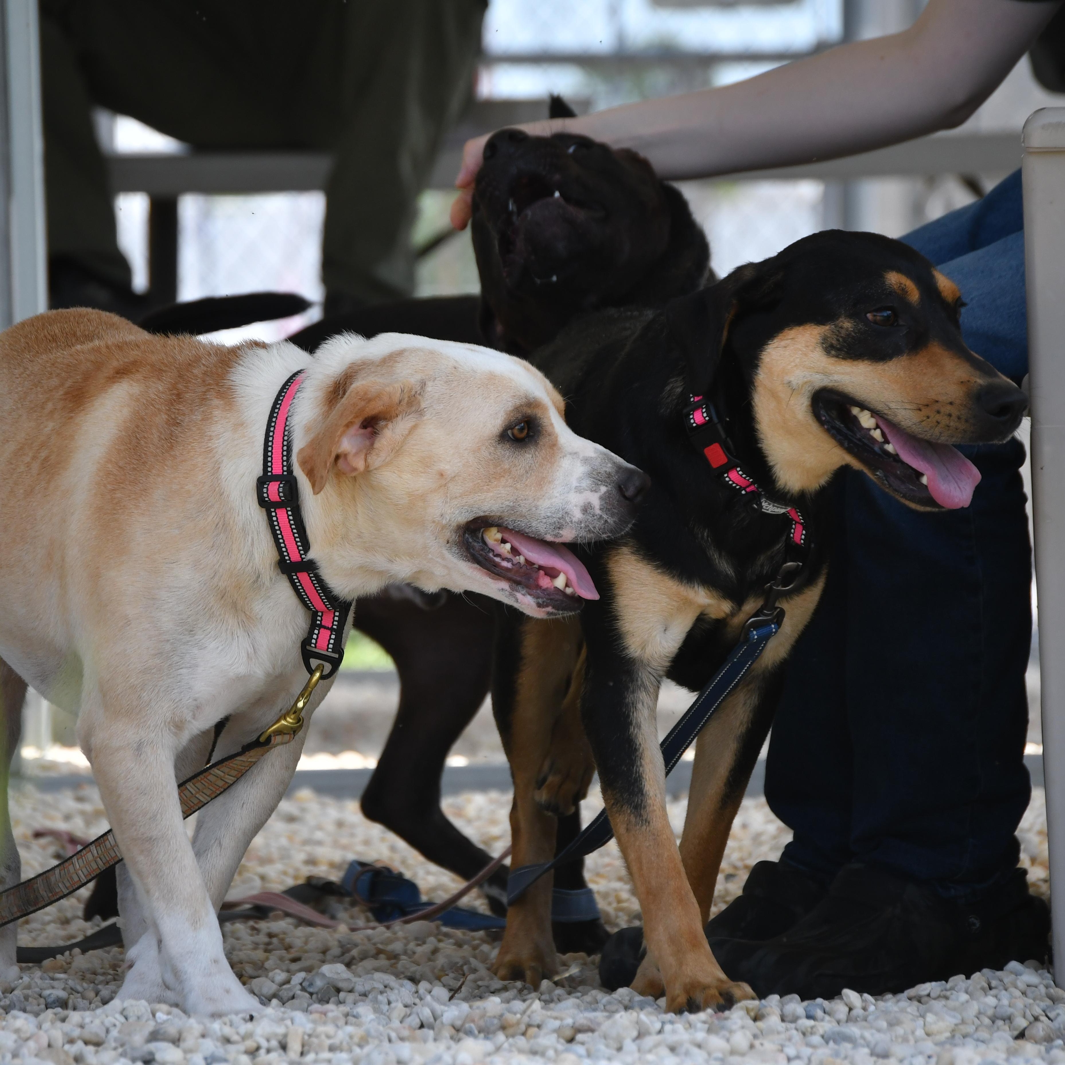 Ruckus, a ADOPTABLE Mixed Breed in Defuniak Springs, FL image 4/4