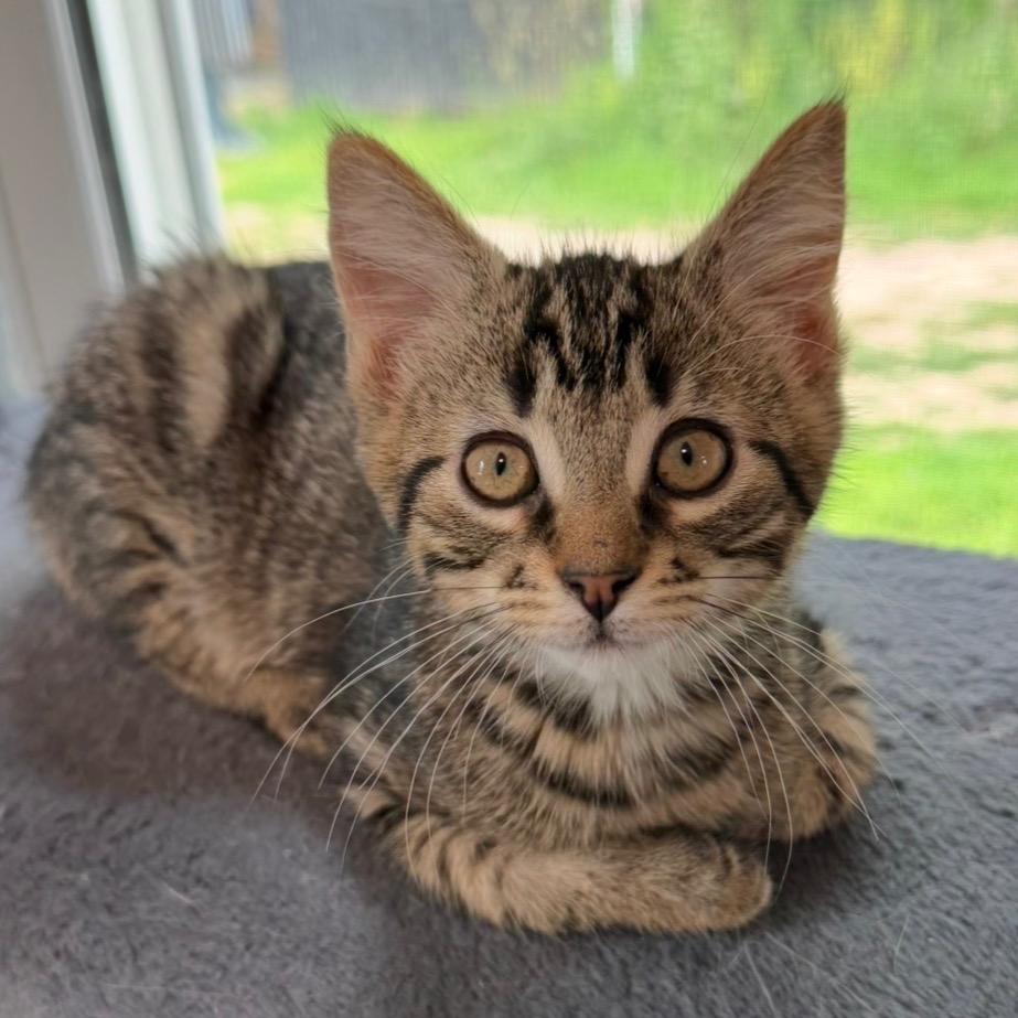 Enlarge Oak, a Adoptable Domestic Short Hair in Goshen, IN image 2/2