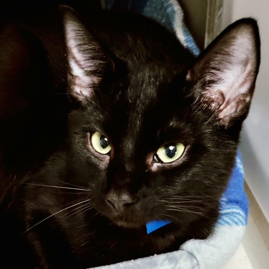 Jasper, Adoptable, Young Male Domestic Short Hair.