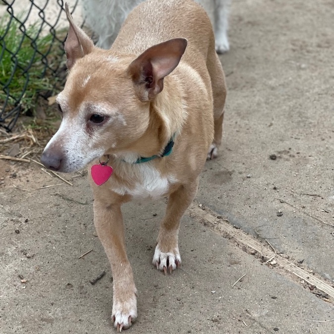 Enlarge Ruffy, a Adoptable mixed breed in Houston, TX image 1/2