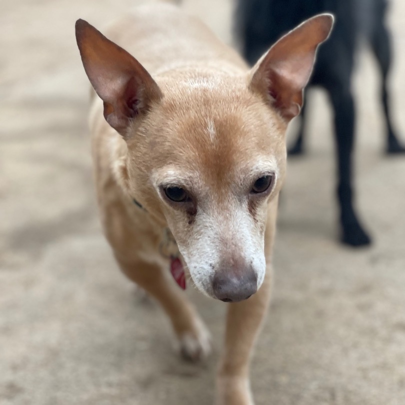 Enlarge Ruffy, a Adoptable mixed breed in Houston, TX image 2/2