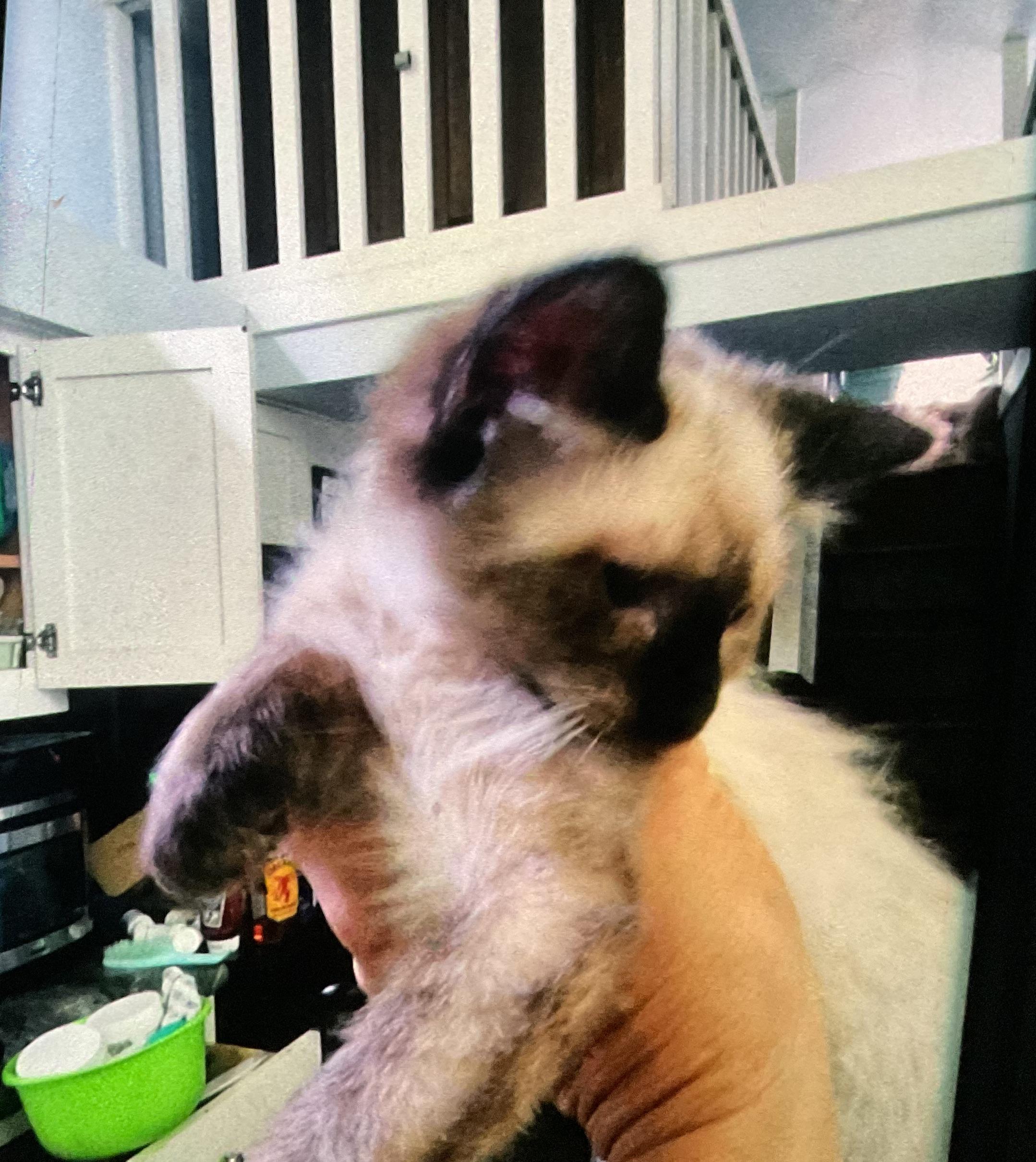 Cat for adoption Yin, a Siamese & Domestic Medium Hair Mix in