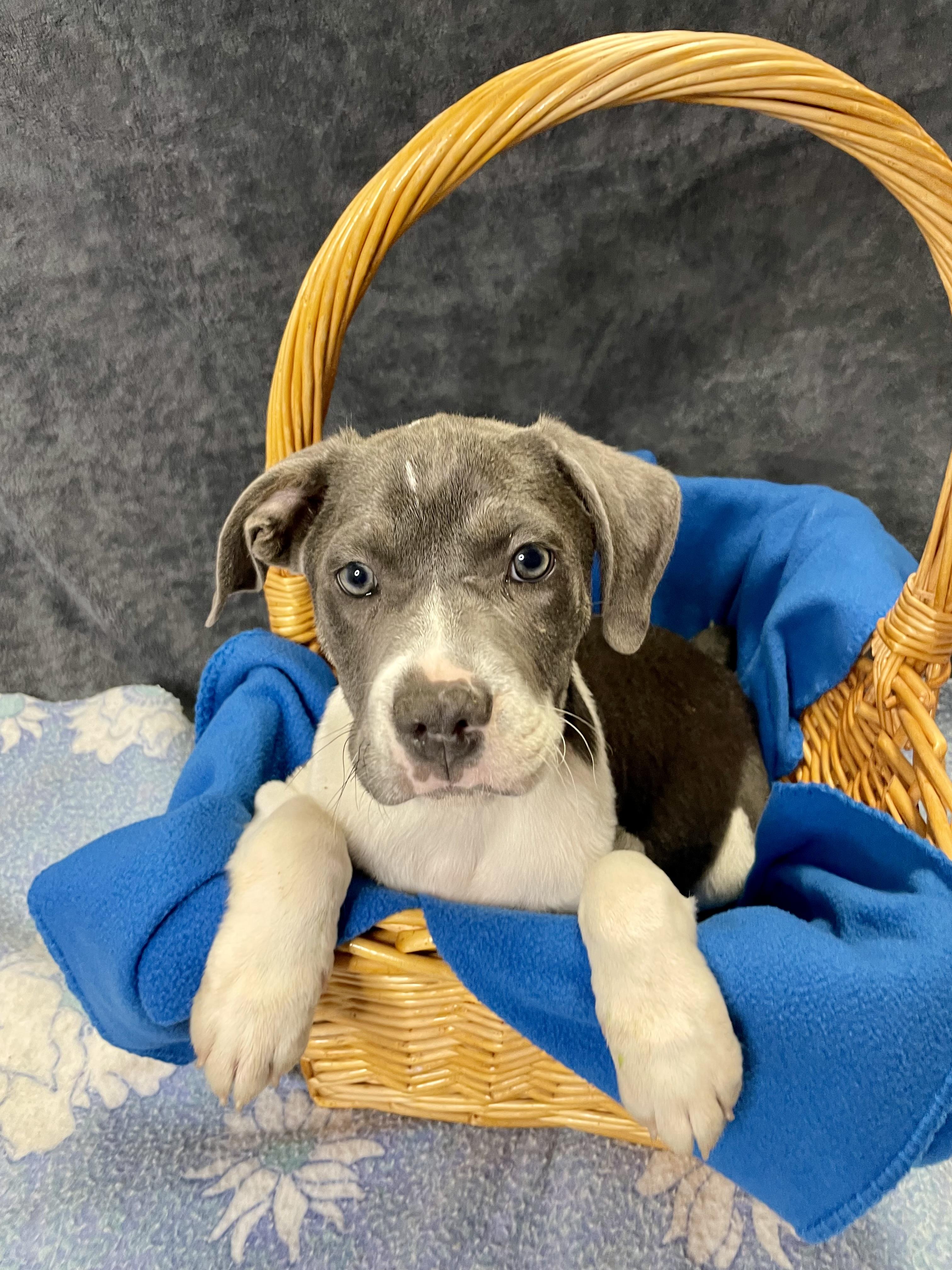 Enlarge Joe, an adopted mixed breed in Lacon, IL image 2/3