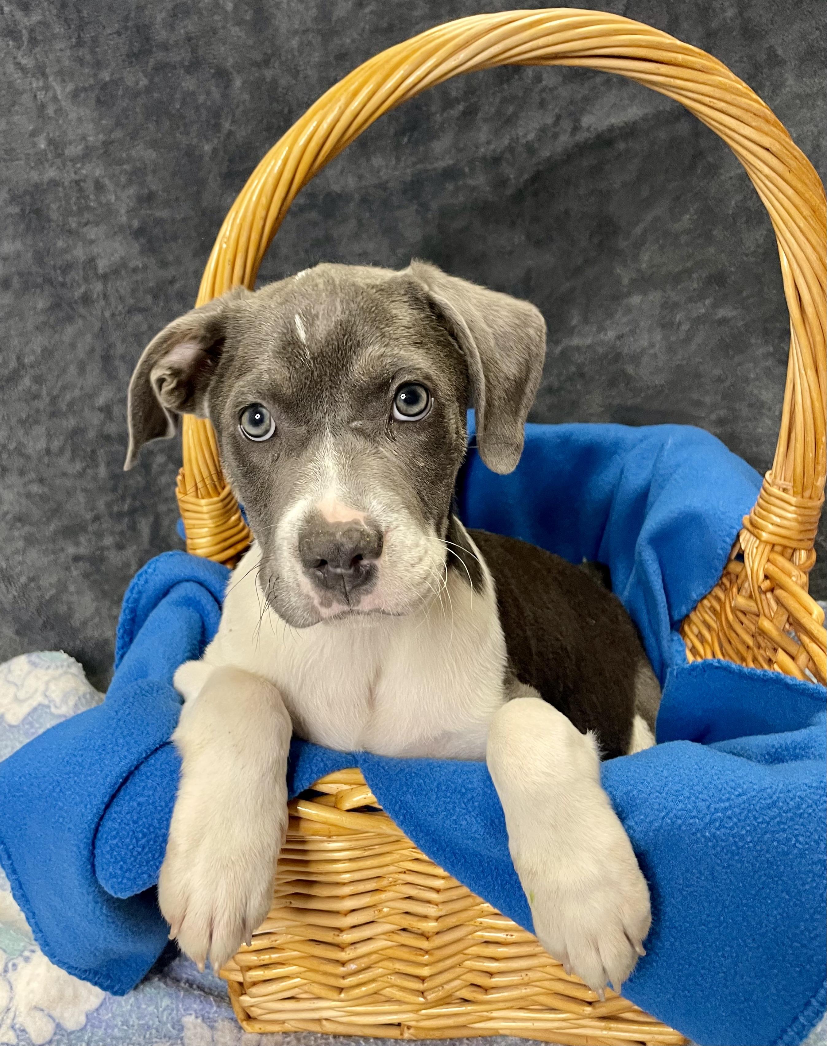 Enlarge Joe, an adopted mixed breed in Lacon, IL image 3/3