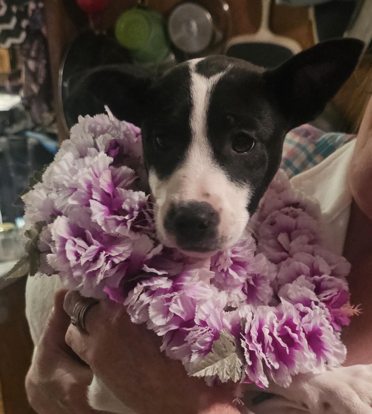 Lilo, Adoptable, Puppy Female Husky & American Staffordshire Terrier.