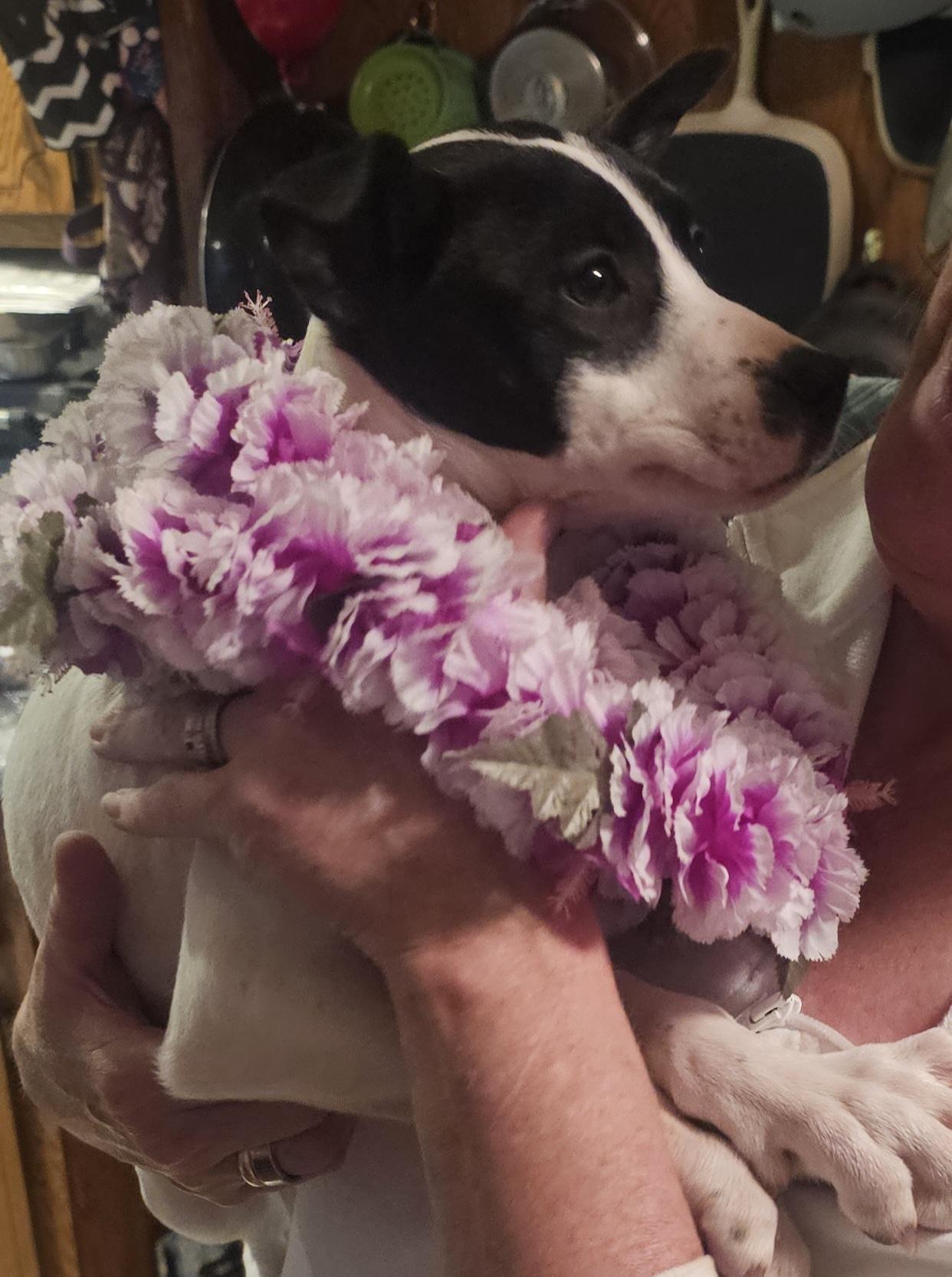 Enlarge Lilo, an adopted mixed breed in Clarkdale, AZ image 2/2