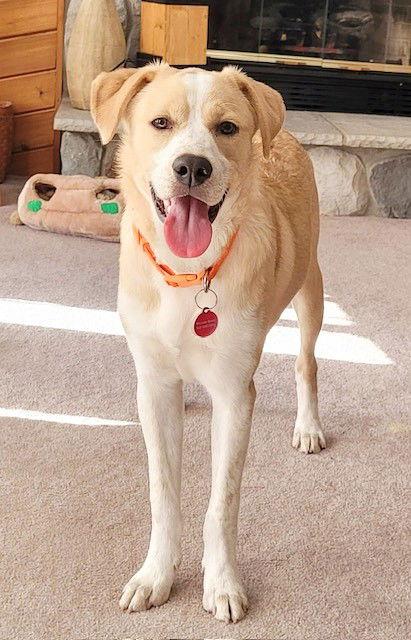 **JAMES**, a Adoptable Labrador Retriever in North Prairie, WI image 1/3