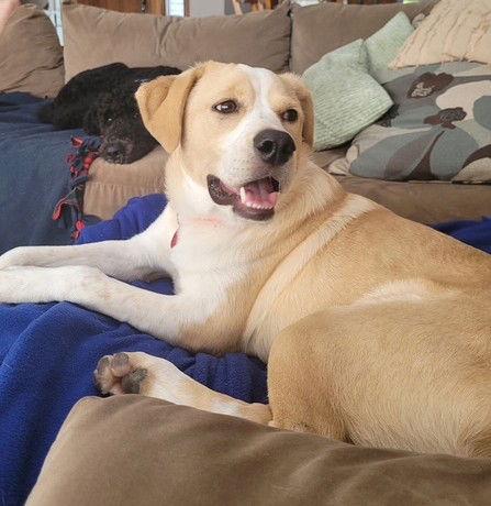 **JAMES**, Adoptable, Young Male Labrador Retriever.