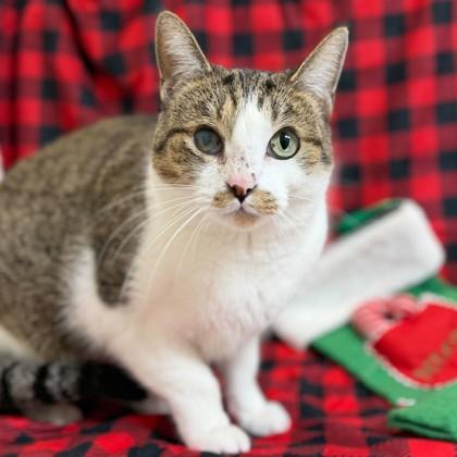 Odin, Adoptable, Adult Male Domestic Short Hair & Domestic Short Hair.