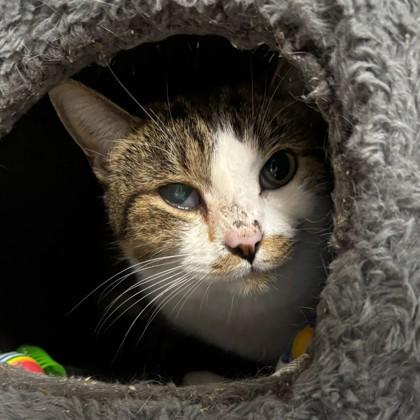 Enlarge Odin, a Adoptable Domestic Short Hair in Bryan, TX image 1/1