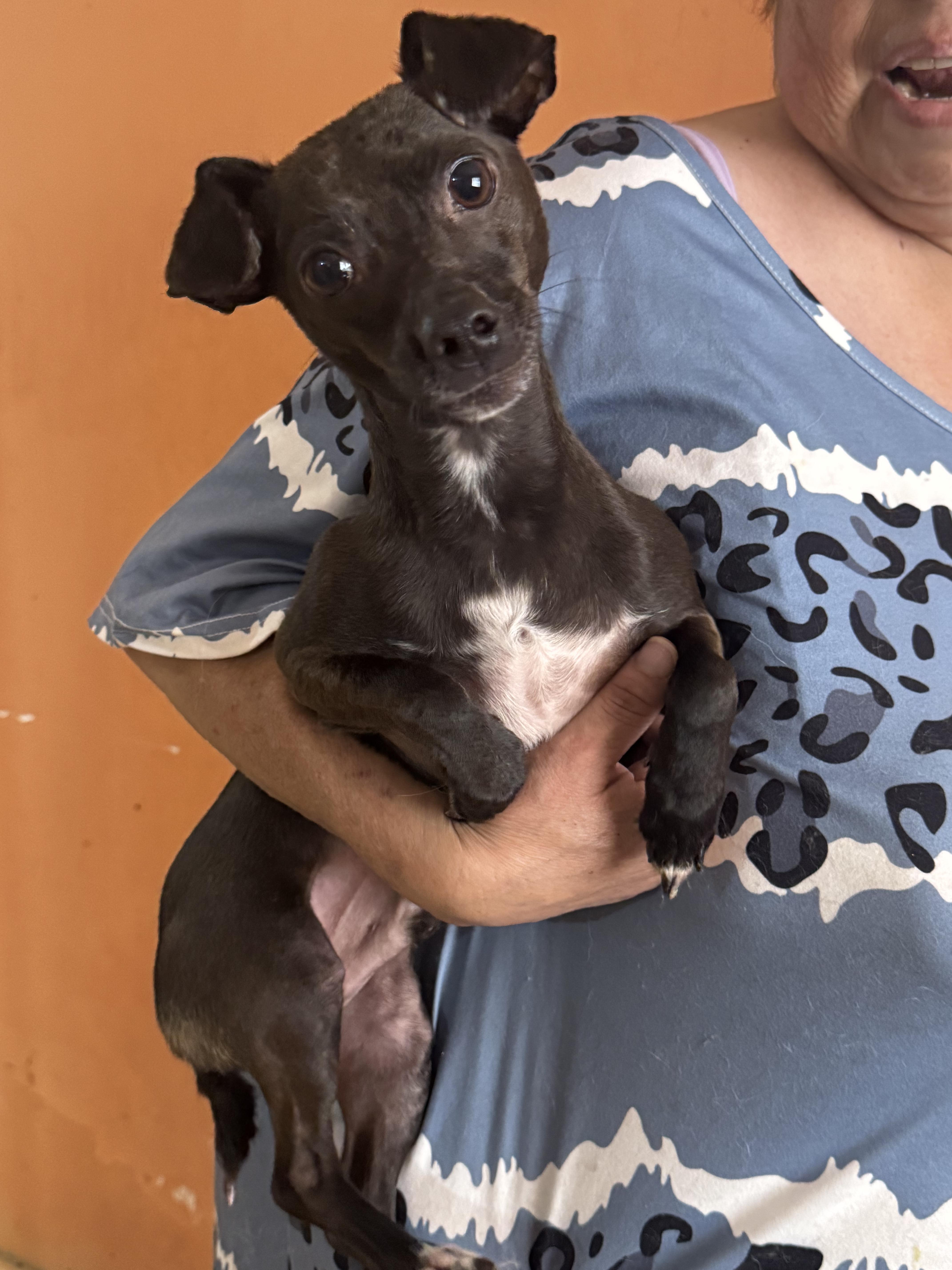 Blacky — thumbnail 2