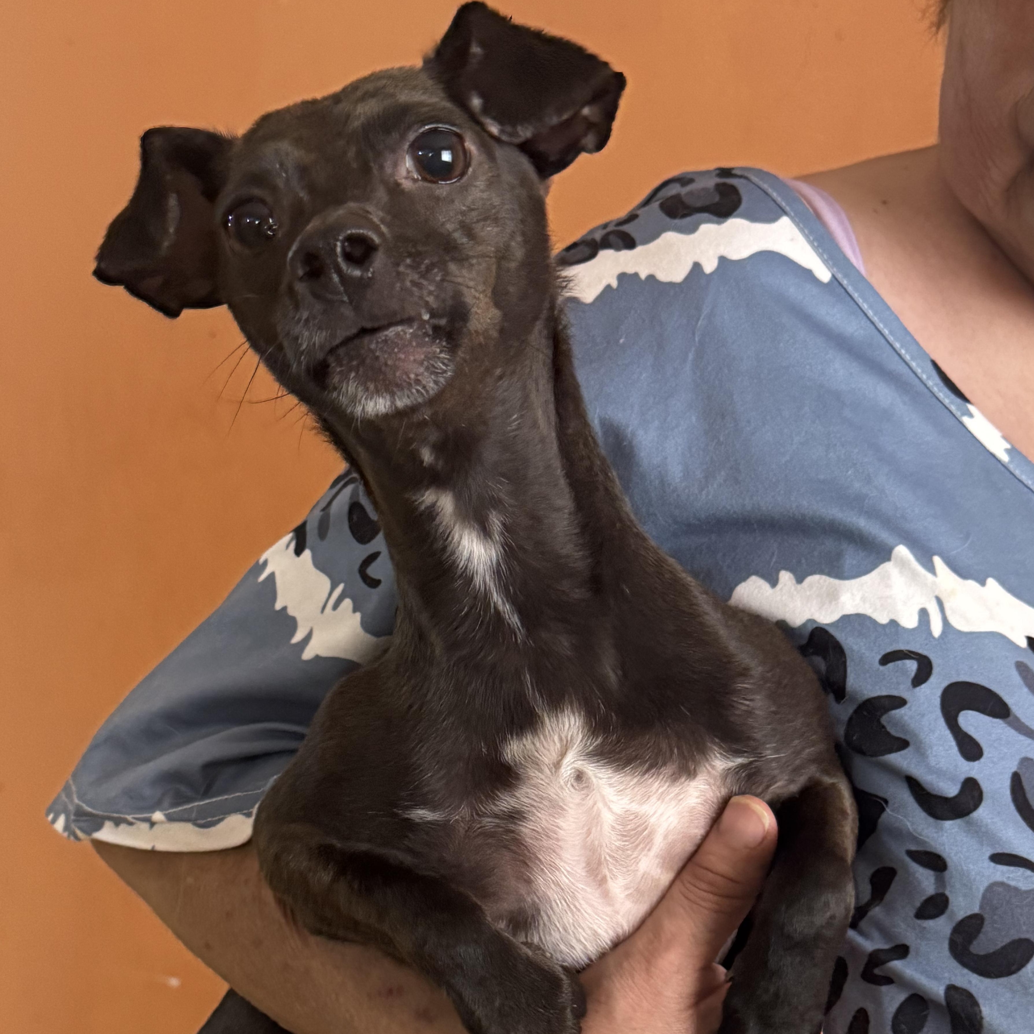 Blacky — thumbnail 3