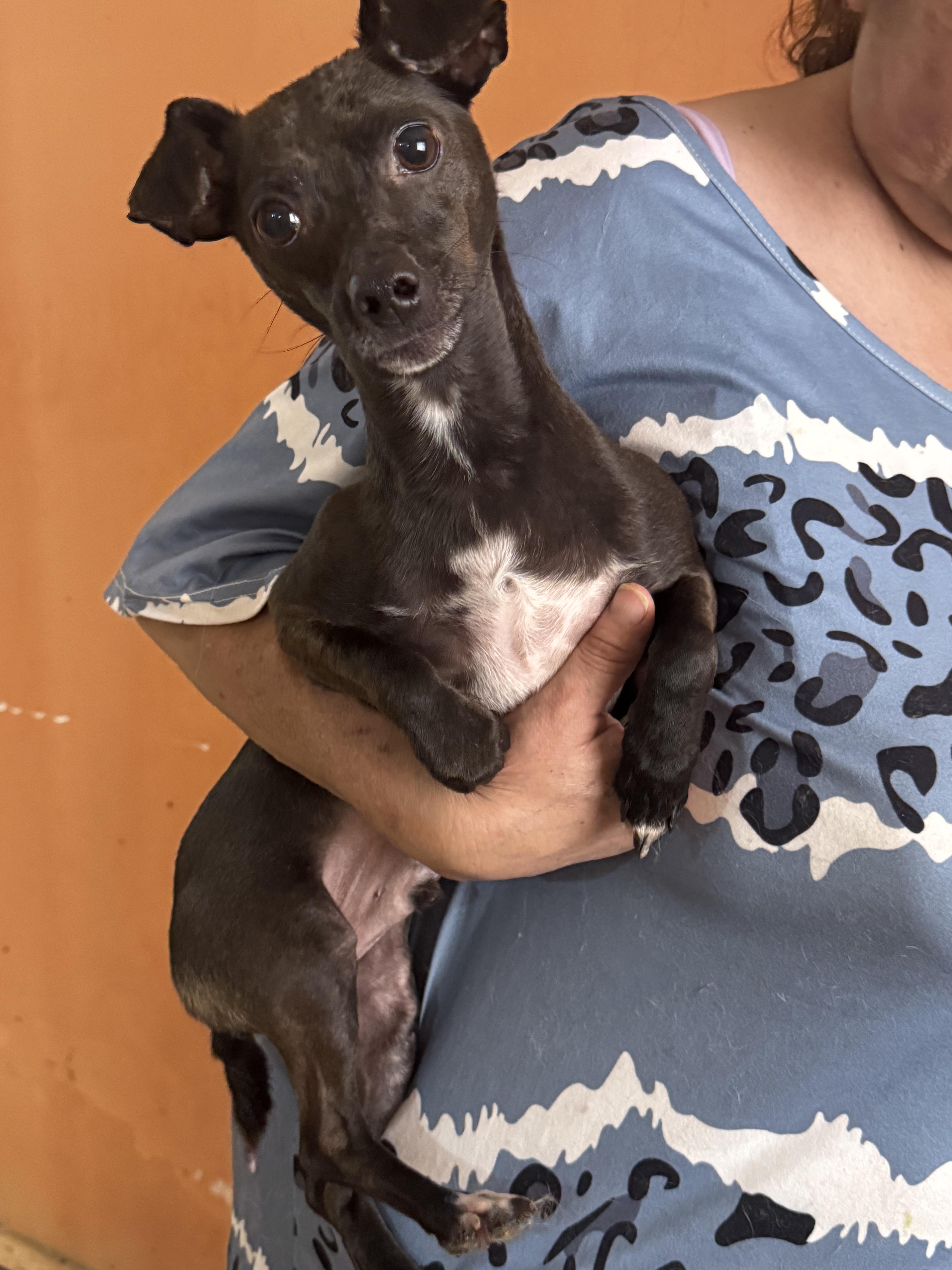 Blacky — thumbnail 4