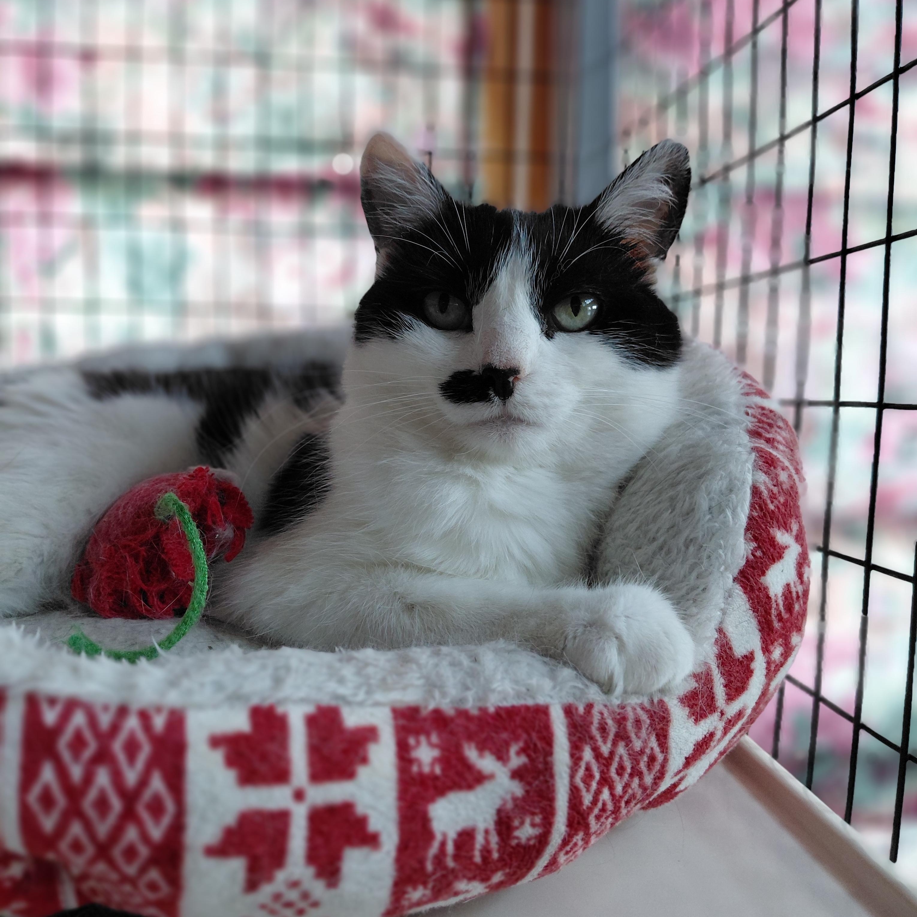 Toodles, ADOPTABLE, Adult Female Domestic Short Hair.