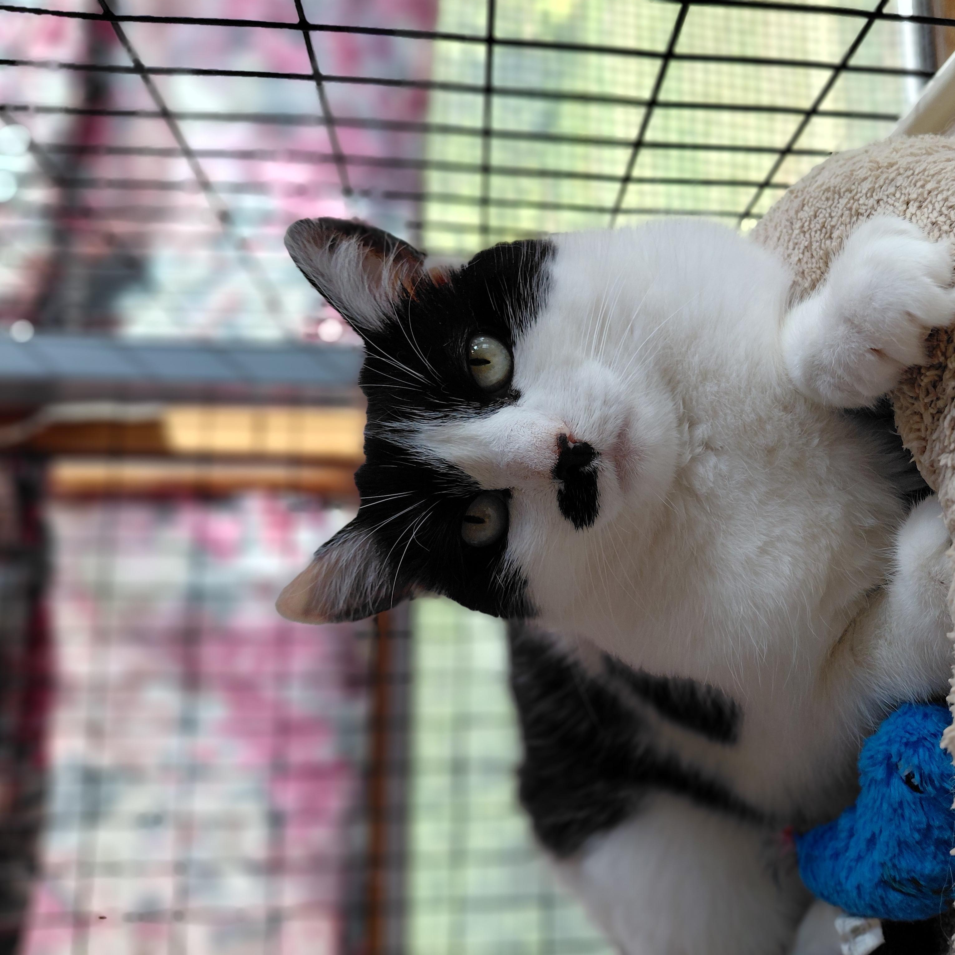 Enlarge Toodles, a ADOPTABLE Domestic Short Hair in Littleton, NH image 3/6