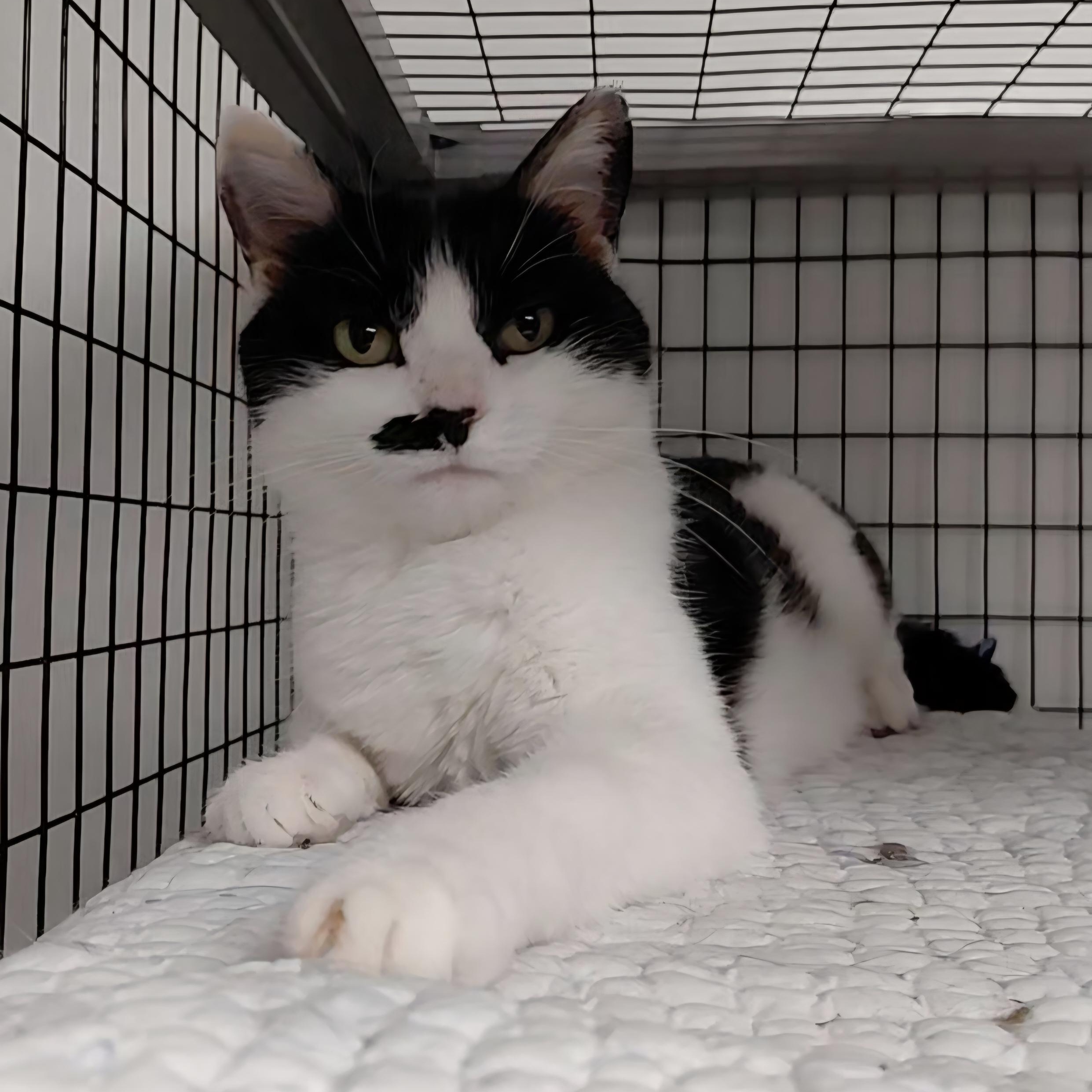 Enlarge Toodles, a ADOPTABLE Domestic Short Hair in Littleton, NH image 6/6