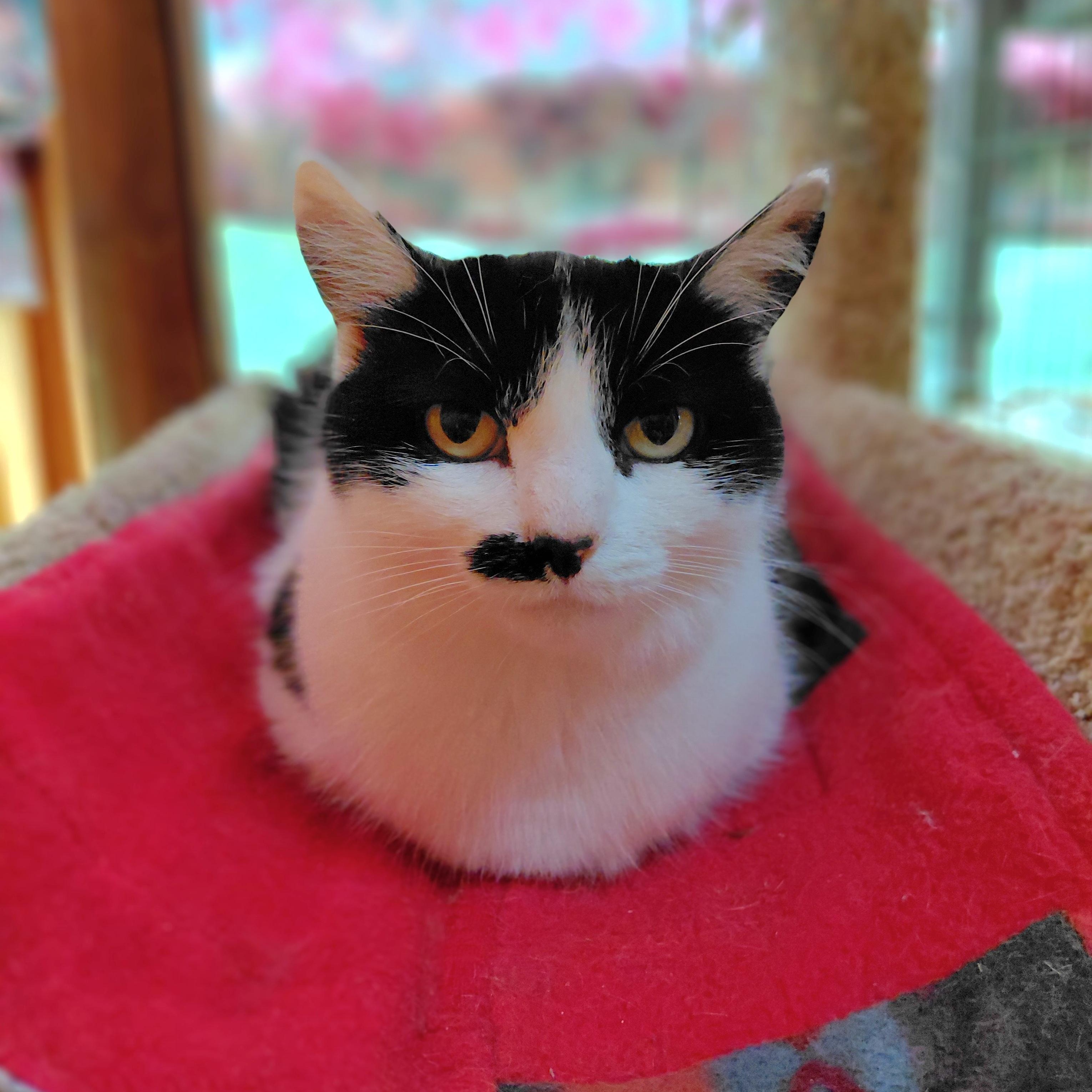 Enlarge Toodles, a ADOPTABLE Domestic Short Hair in Littleton, NH image 2/6