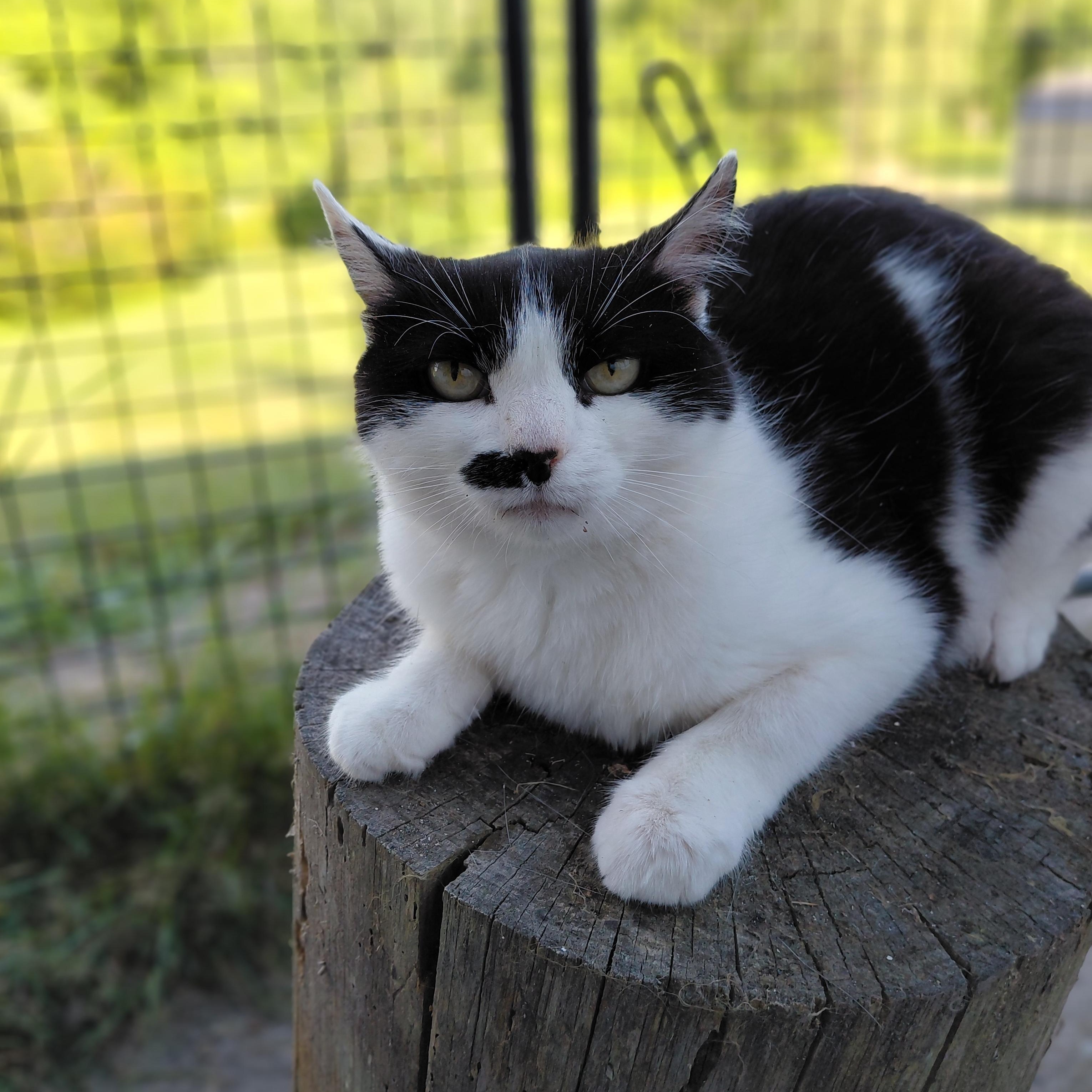 Toodles, ADOPTABLE, Adult Female Domestic Short Hair.