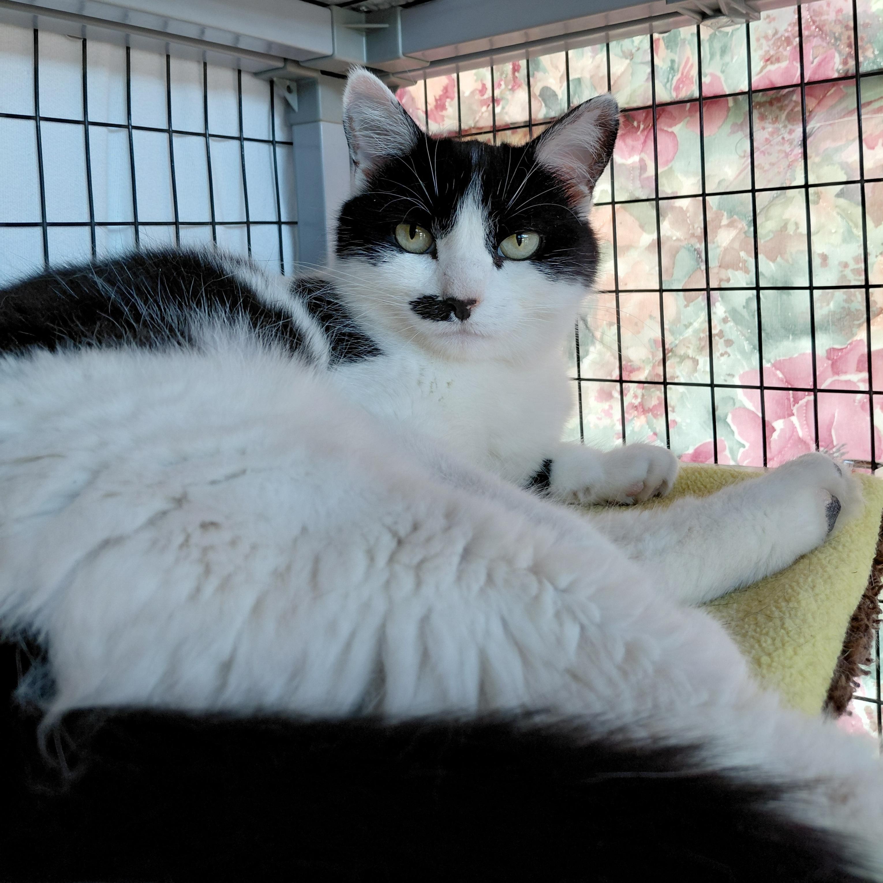 Enlarge Toodles, a ADOPTABLE Domestic Short Hair in Littleton, NH image 5/6