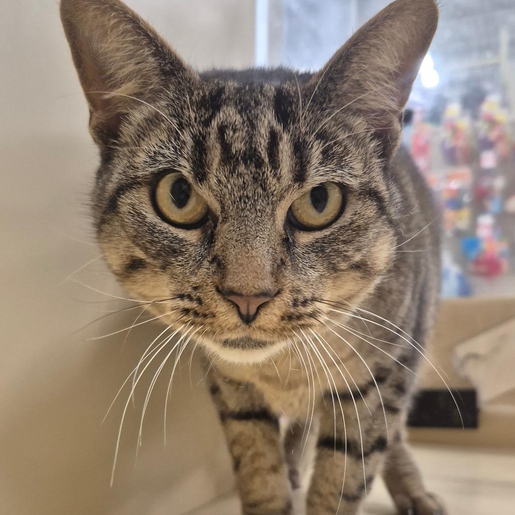 Enlarge Almond, a Adoptable Domestic Short Hair in Aberdeen, NC image 1/1
