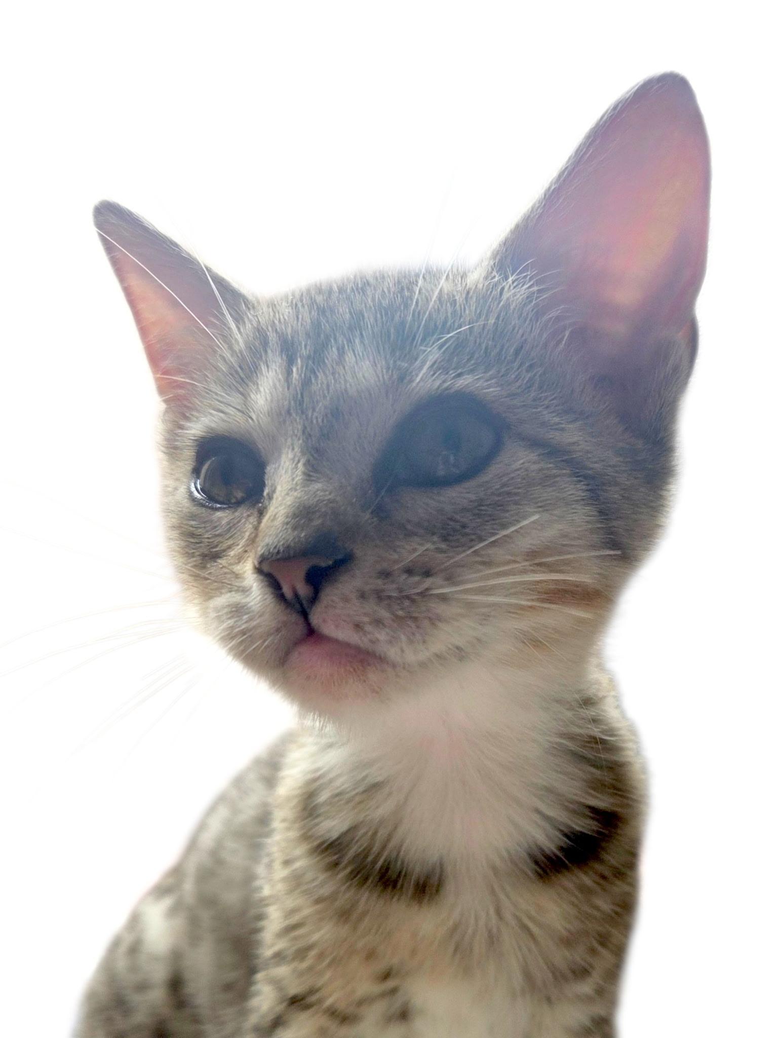 Enlarge Lenny, a Adoptable mixed breed in Bangor, ME image 5/5
