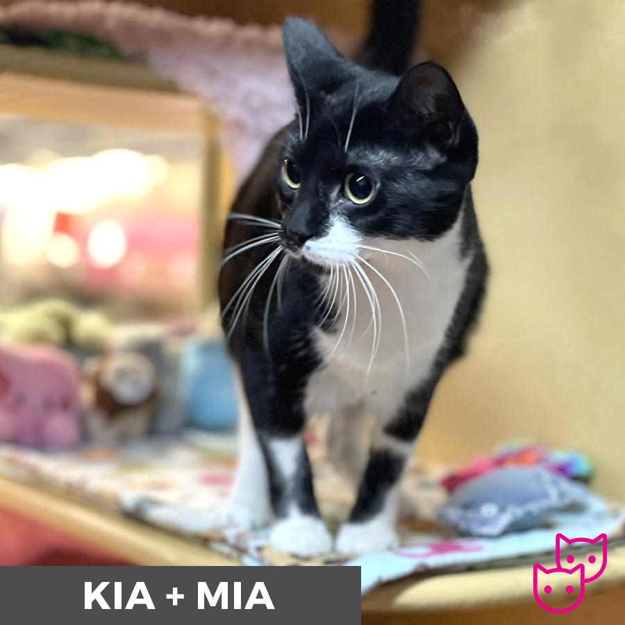Enlarge Kia (bonded with Mia), a Adoptable Domestic Short Hair in Etobicoke, ON image 2/6