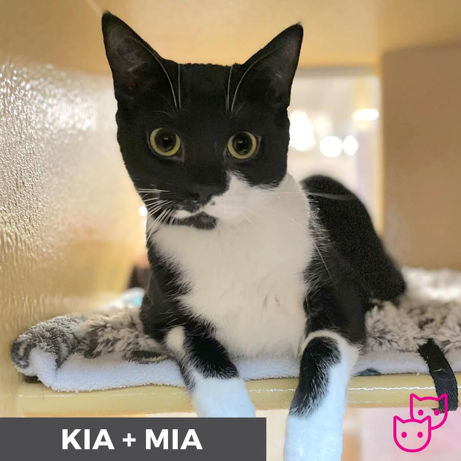 Enlarge Kia (bonded with Mia), a Adoptable Domestic Short Hair in Etobicoke, ON image 4/6