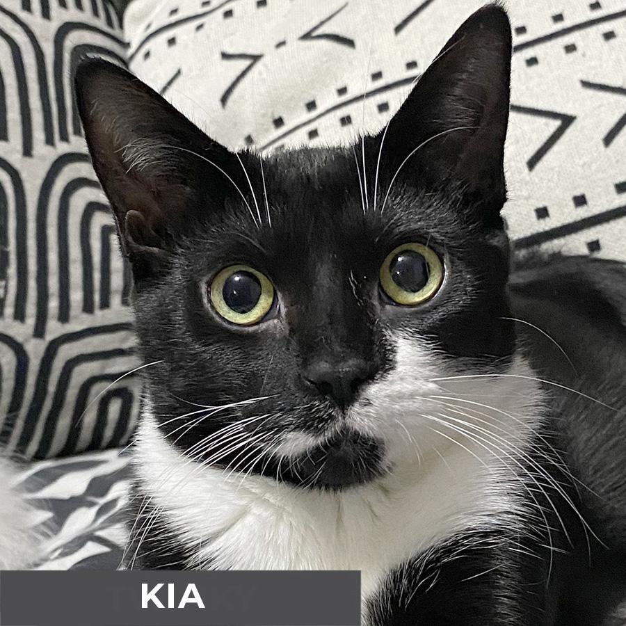 Enlarge Kia , a Adoptable Domestic Short Hair in Etobicoke, ON image 1/3