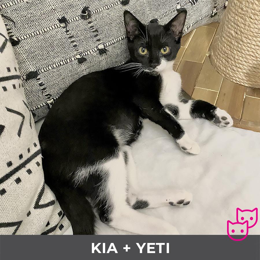 Kia (bonded with Yeti), a Adoptable Domestic Short Hair in Etobicoke, ON image 1/2