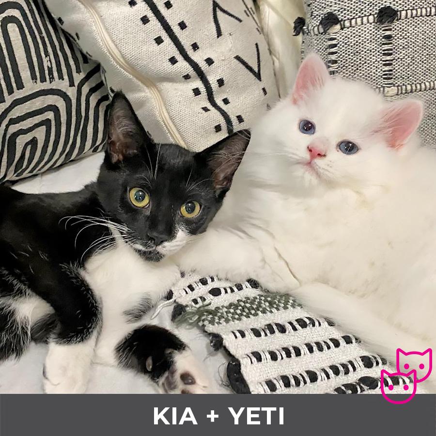 Kia (bonded with Yeti), a Adoptable Domestic Short Hair in Etobicoke, ON image 2/2