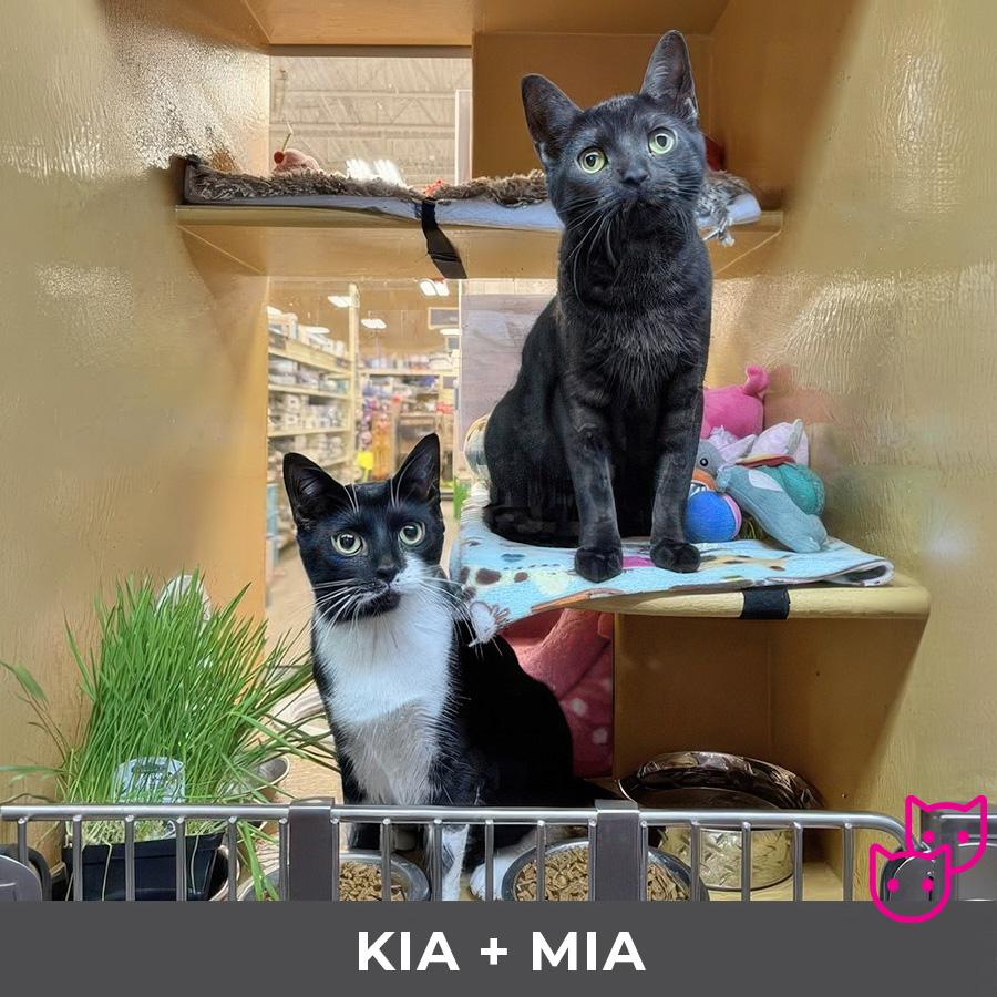 Enlarge Kia (bonded with Mia), a Adoptable Domestic Short Hair in Etobicoke, ON image 6/6